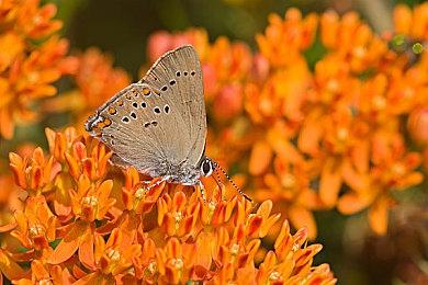 暴雪未公布新作更多信息泄露 包含开放世界合作要素